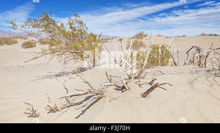 Dry plants on dunes, shallow depth of field, Death Valley National Park, California, USA.