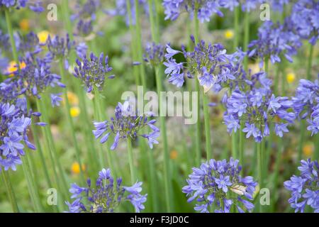 Blue Agapanthus flowers Stock Photo