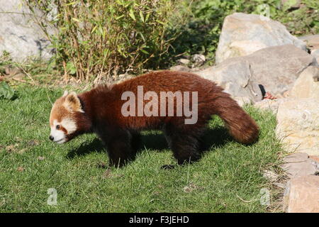 Asian Red Panda (Ailurus fulgens) on the prowl, walking at close range Stock Photo