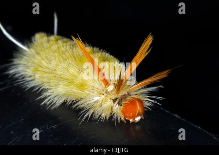 Sycamore Tussock Moth Caterpillar Stock Photo