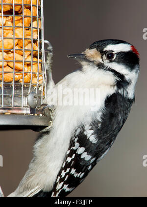 Male Downy Woodpecker Eating Peanuts Stock Photo