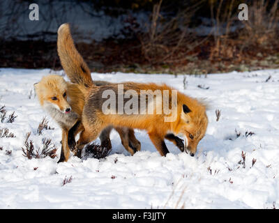 Red Foxes Fighting / Playing in the Snow Stock Photo