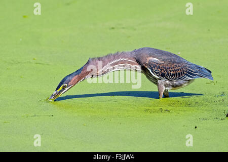 Green Heron Stock Photo