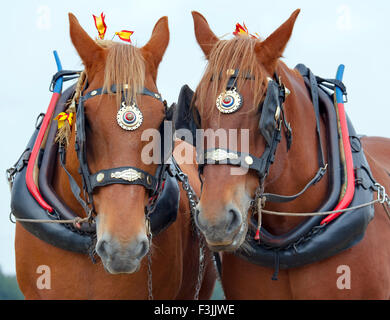 Ploughing with a matched  pair of Suffolk Punch Heavy Horses Stock Photo