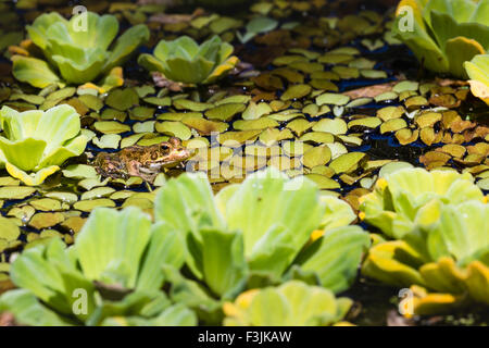 Green Frog in a wetland Stock Photo