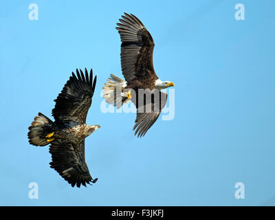 Bald Eagle Battle over Fish Stock Photo