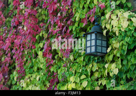 Outside lamp on a cotswold cottage surrounded by hydrangea petiolaris leaves. Cotswolds, England Stock Photo