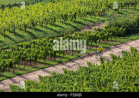 Vineyard, in the Rüdesheim Hills, above Rhine river, Upper Middle Rhine Valley, Germany, Stock Photo