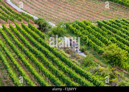 Hiker in a vineyard, near Rüdesheim, Upper middle Rhine valley, Germany Stock Photo