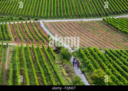 Hiker in a vineyard, near Rüdesheim, Upper middle Rhine valley, Germany Stock Photo