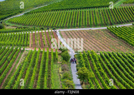 Hiker in a vineyard, near Rüdesheim, Upper middle Rhine valley, Germany Stock Photo