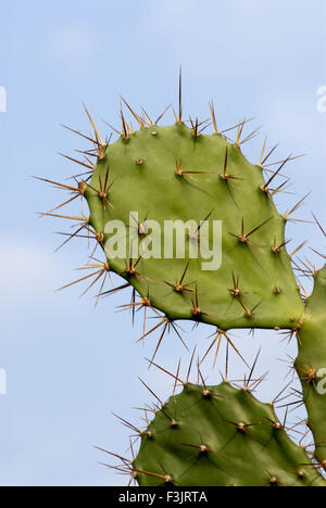 Cactus juicy plant thick fleshy stem clusters spines Devgad Konkan Sindhudurg Maharashtra india asia Stock Photo