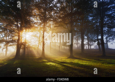 morning sun rays on the forest Stock Photo