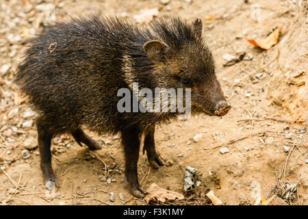 The collared peccary young (Pecari tajacu) is a species of mammal in the family Tayassuidae Stock Photo