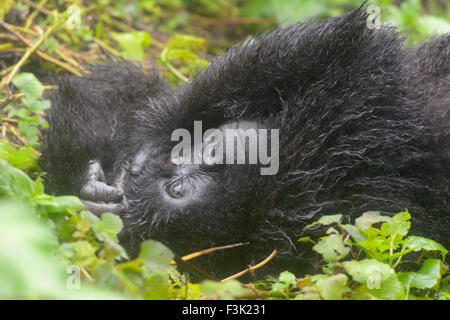 Mountain Gorilla (Gorilla beringei beringei) female from Agasha group portrait, lying down on back, wet from rain, Volcanoes Nat Stock Photo