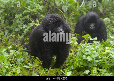 Mountain Gorilla (Gorilla beringei beringei) juvenile from Agasha group in vegetation, second in background, wet from rain, Volc Stock Photo