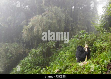 Mountain Gorilla (Gorilla gorilla beringei) large silverback male Agasha from the Agasha group, sitting in thick vegetation and Stock Photo