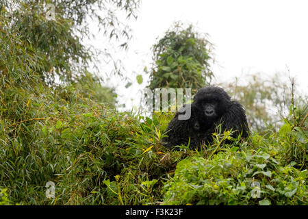 Mountain Gorilla (Gorilla gorilla beringei) female from the Sabyinyo group with baby, sitting in top of tree and wet from rain, Stock Photo