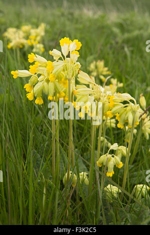 UK, England, Yorkshire East Riding, Huggate, Waterman Hole, wild flowers, Cowslips, Primula veris Stock Photo