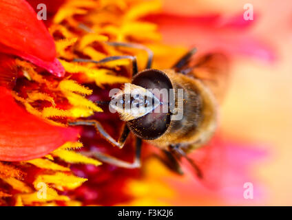 Leeds, UK. 08th Oct, 2015. After a week of wet weather the sun finally shone today highlighting the beautiful autumnal colours at Golden Acre park near Leeds, West Yorkshire.This bee was busy pollinating a dahlia flower head. Taken on the 8th October 2015. Credit:  Andrew Gardner/Alamy Live News Stock Photo