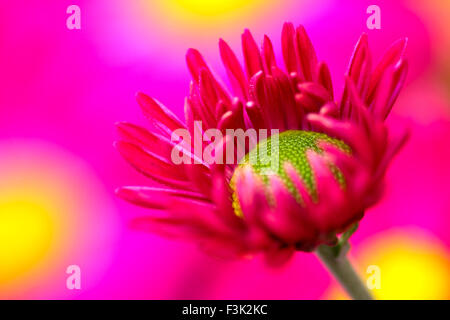 Leeds, UK. 08th Oct, 2015. After a week of wet weather the sun finally shone today highlighting the beautiful autumnal colours at Golden Acre park near Leeds, West Yorkshire.The large display of chrysanthemum flowers looked particularly vibrant. Taken on the 8th October 2015. Credit:  Andrew Gardner/Alamy Live News Stock Photo