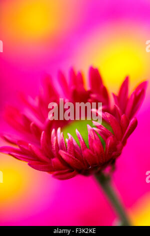 Leeds, UK. 08th Oct, 2015. After a week of wet weather the sun finally shone today highlighting the beautiful autumnal colours at Golden Acre park near Leeds, West Yorkshire.The large display of chrysanthemum flowers looked particularly vibrant. Taken on the 8th October 2015. Credit:  Andrew Gardner/Alamy Live News Stock Photo