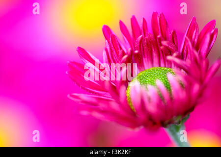 Leeds, UK. 08th Oct, 2015. After a week of wet weather the sun finally shone today highlighting the beautiful autumnal colours at Golden Acre park near Leeds, West Yorkshire.The large display of chrysanthemum flowers looked particularly vibrant. Taken on the 8th October 2015. Credit:  Andrew Gardner/Alamy Live News Stock Photo