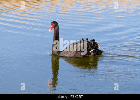 Black Swan on the Norfolk Broads UK - Cygnus atratus Stock Photo