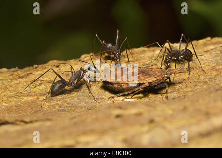 Ant and plant hopper, Aarey milk colony Mumbai , India Stock Photo