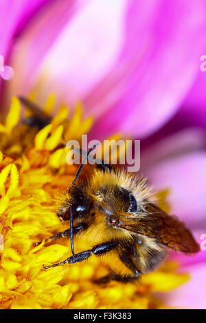 Leeds, UK. 08th Oct, 2015. After a week of wet weather the sun finally shone today highlighting the beautiful autumnal colours at Golden Acre park near Leeds, West Yorkshire.This bee was busy pollinating a dahlia flower head. Taken on the 8th October 2015. Credit:  Andrew Gardner/Alamy Live News Stock Photo