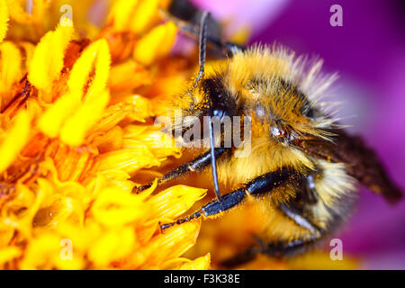 Leeds, UK. 08th Oct, 2015. After a week of wet weather the sun finally shone today highlighting the beautiful autumnal colours at Golden Acre park near Leeds, West Yorkshire.This bee was busy pollinating a dahlia flower head. Taken on the 8th October 2015. Credit:  Andrew Gardner/Alamy Live News Stock Photo