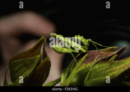 Praying mantis, Aarey milk colony Mumbai , India Stock Photo