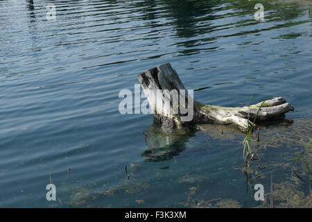 Driftwood stump floating in a mid-Michigan pond. Stock Photo