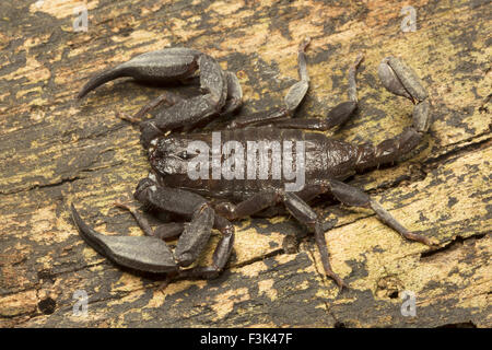 Scorpion, Euscorpiops longimanus, Euscorpiidae, Jampue hills, Tripura , India Stock Photo