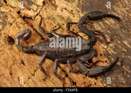 Scorpion, Euscorpiops longimanus, Euscorpiidae, Jampue hills, Tripura , India Stock Photo