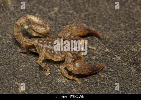 Chaerilus pictus  Family : CHAERILIDAE  Male. An extremely RARE species of scorpion. Manu,Tripura, India Stock Photo