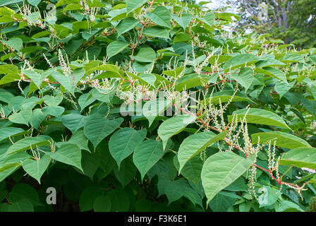 Blooming Sakhalin Knotweed or Fallopia sachalinensis in autumn Stock Photo