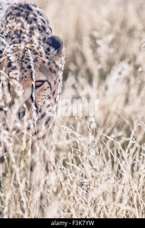 Adult Cheetah, Acinonyx  jubatus, looking through tall grass, Namibia, Africa Stock Photo