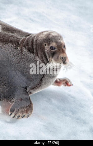 Close up portrait of a Bearded Seal or Square Flipper Seal, Erignathus barbatus, Hinlopen Strait, Svalbard Archepelago, Norway Stock Photo