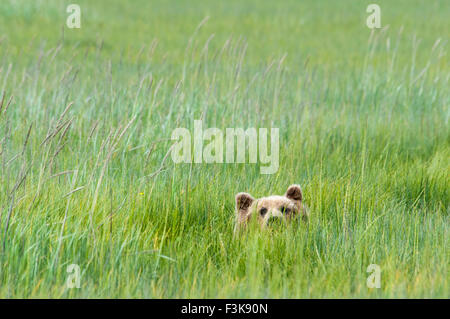 Adult Grizzly Bear, Ursus arctos, peeking up from green sedge grass, Lake Clark National Park, Alaska, USA