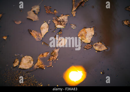 some autumn maple  leaf floating on water Stock Photo