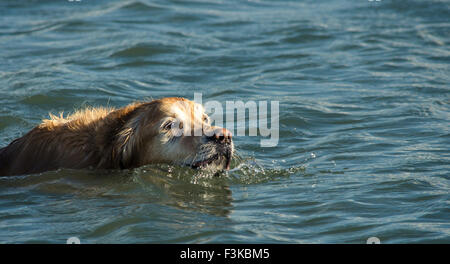 Swimming Dog Stock Photo
