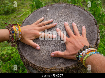 Fresh Slice of palm trunk in the Philippines Stock Photo