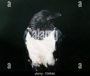African Pied crow (Corvus albus), a small crow-sized raven native to  Sub-Saharan Africa Stock Photo