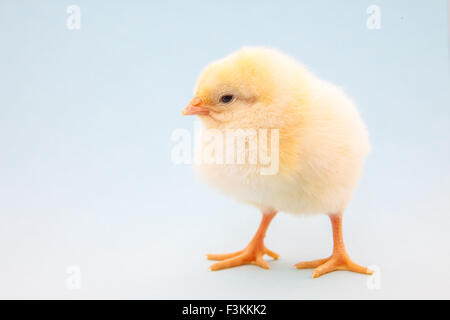 Cute little chick on light blue background Stock Photo