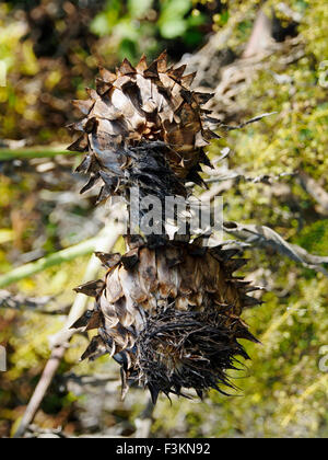 Autumn seed heads of Cynara Cardunculus or Cardoon, also known as artichoke thistle, cardone, cardoni, carduni, or cardi. Stock Photo