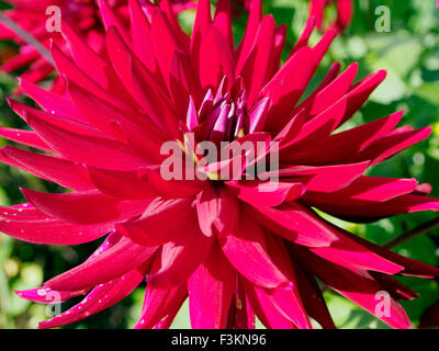 ahlia Alltami Ruby a Medium Semi Cactus type of dahlia seen in autumn sushine Stock Photo