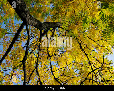 Glorious autumn yellow leaves of a Juglans Nigra (Eastern Black Walnut) tree, a native of eastern and central USA Stock Photo