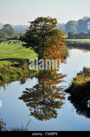 Lewes, Sussex, UK. 9th October, 2015. Autumn trees are reflected in a river as early morning mist lifts on a beautiful morning near Lewes East Sussex today . Stock Photo
