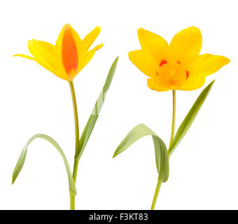 Two Yellow Tulip flowers isolated on white background Stock Photo
